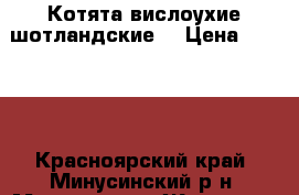 Котята вислоухие шотландские. › Цена ­ 1 000 - Красноярский край, Минусинский р-н, Минусинск г. Животные и растения » Кошки   . Красноярский край